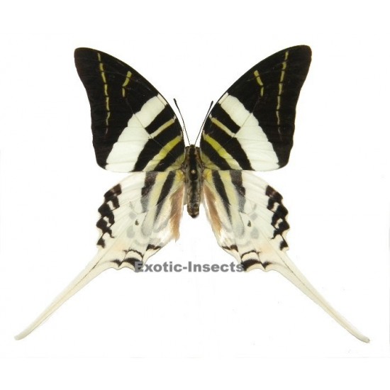 Pathysa androcles androcles