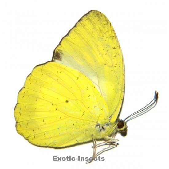 Ixias ludekingi ludekingi