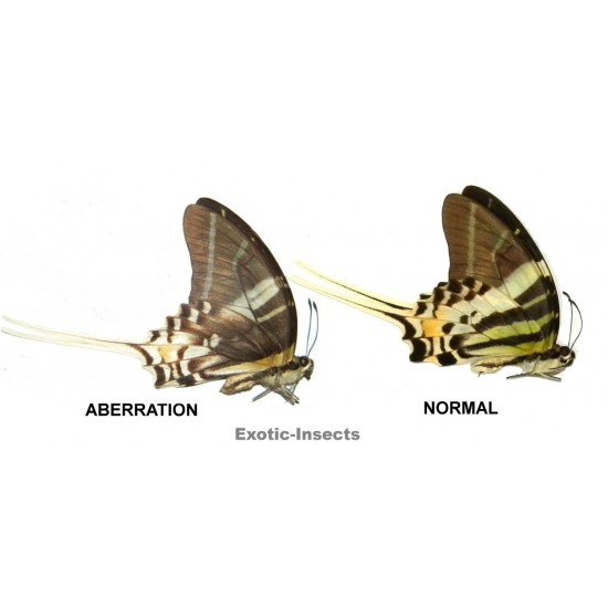 Pathysa androcles androcles  ABERRATION