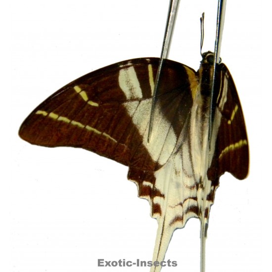 Pathysa androcles androcles  ABERRATION