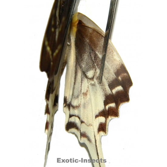 Pathysa androcles androcles  ABERRATION