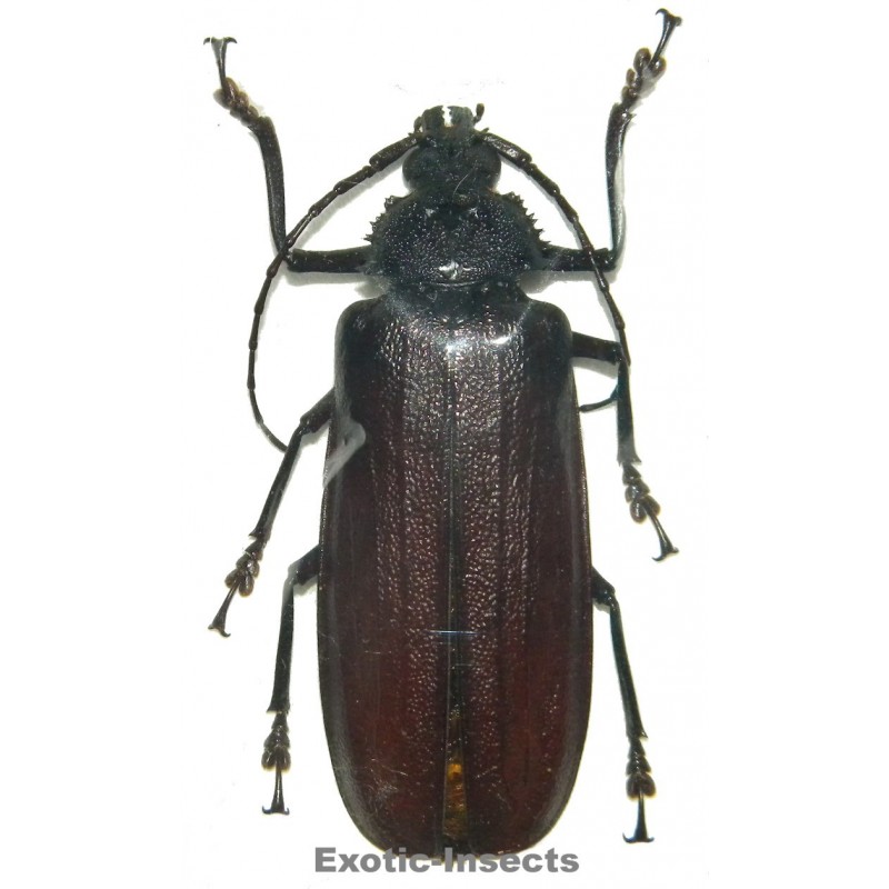Xaurus bennigseni (70-74mm)