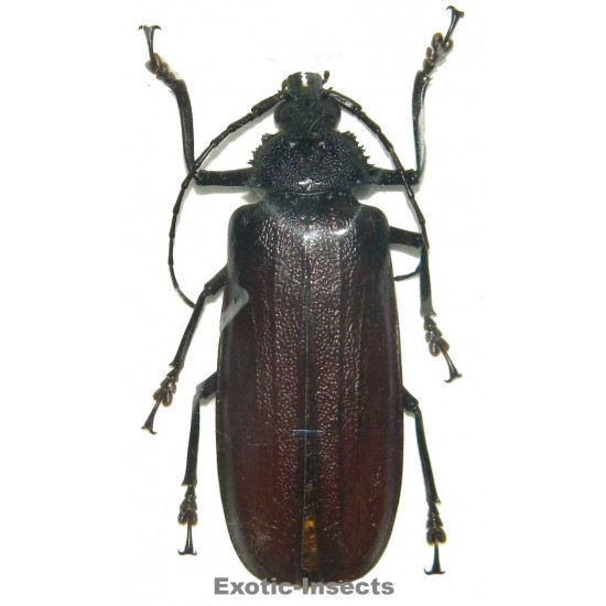 Xaurus bennigseni (70-74mm)
