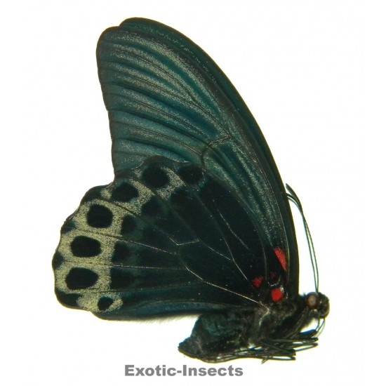 Papilio memnon oceani