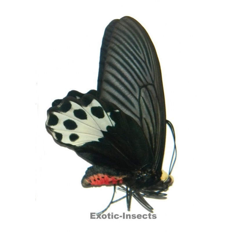 Atrophaneura hageni hageni