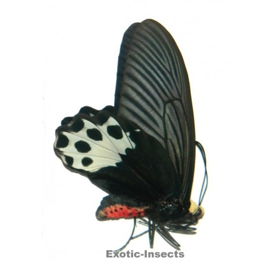 Atrophaneura hageni hageni