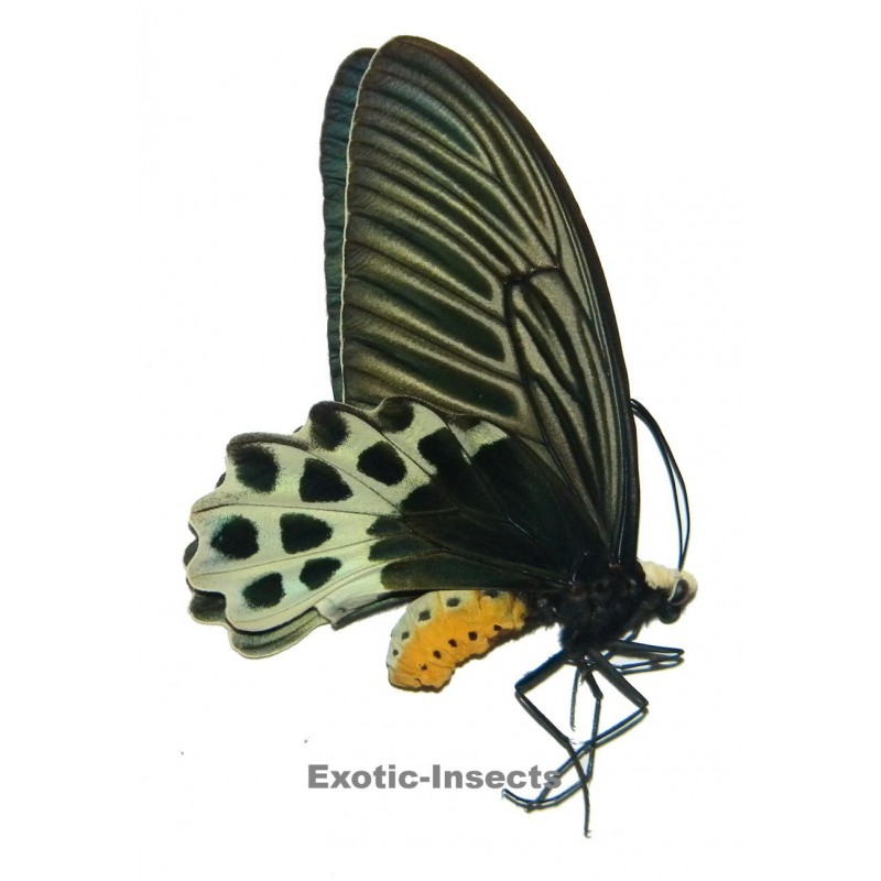 Atrophaneura sycorax sycorax  MEDIUM