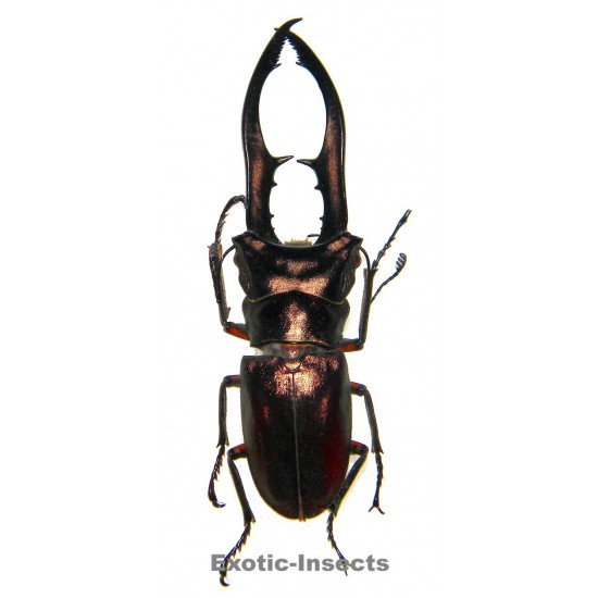 Cyclommatus metalifer aenomicans (60-64mm)