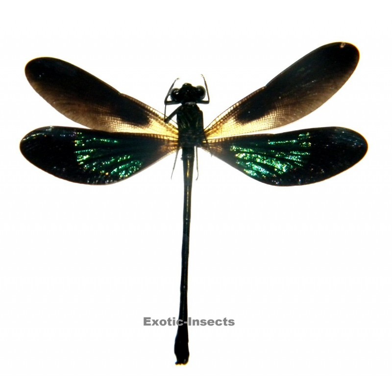 Euphaea variegata