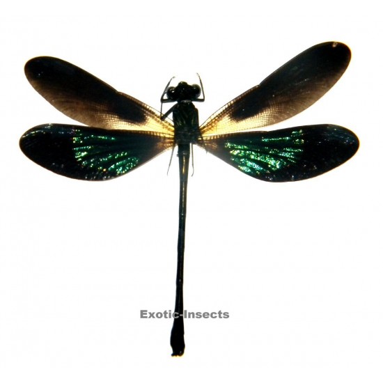 Euphaea variegata