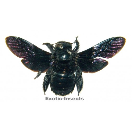 Xylocopa latipes