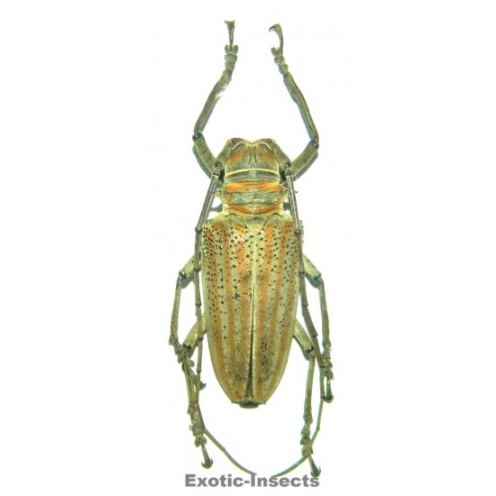 Rosenbergia weiskei (40-44mm)