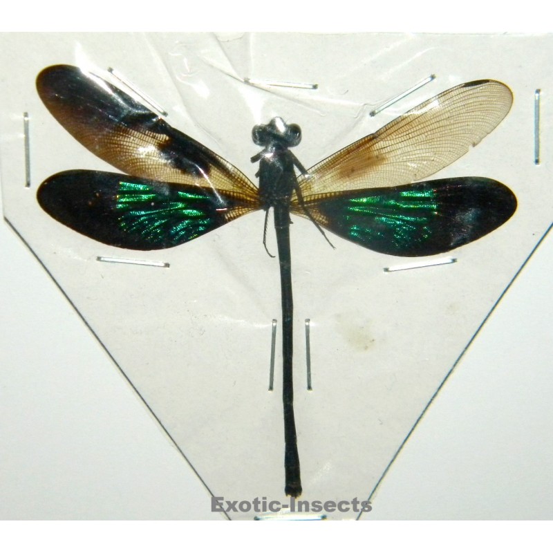 Euphaea variegata VARIATION 05