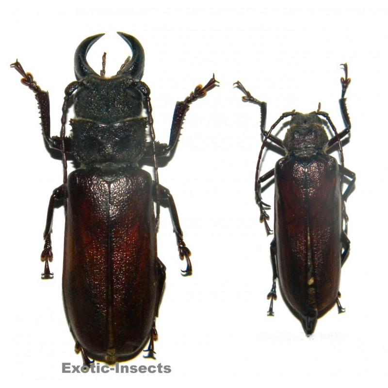 Gnathonyx sp.01 (56mm)