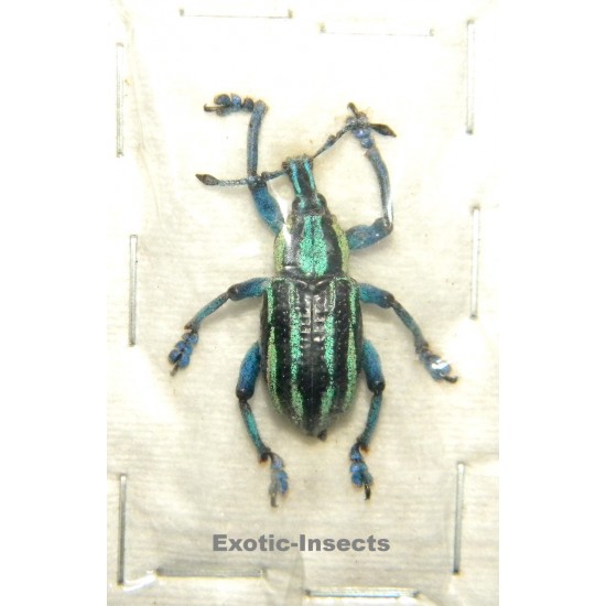 Eupholus waigeuensis VARIATION 03