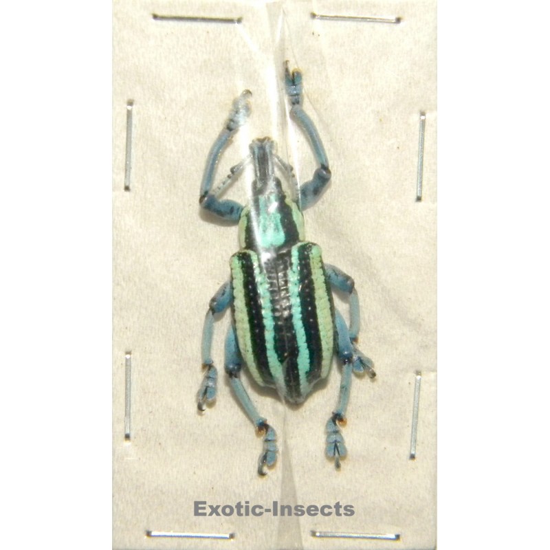 Eupholus waigeuensis VARIATION 04