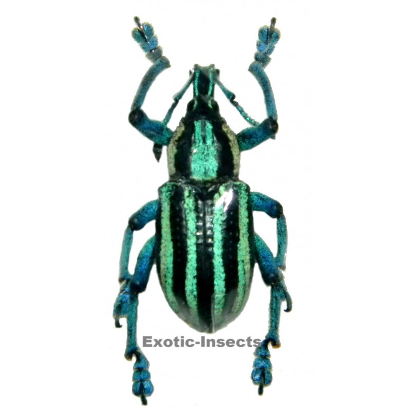 Eupholus waigeuensis