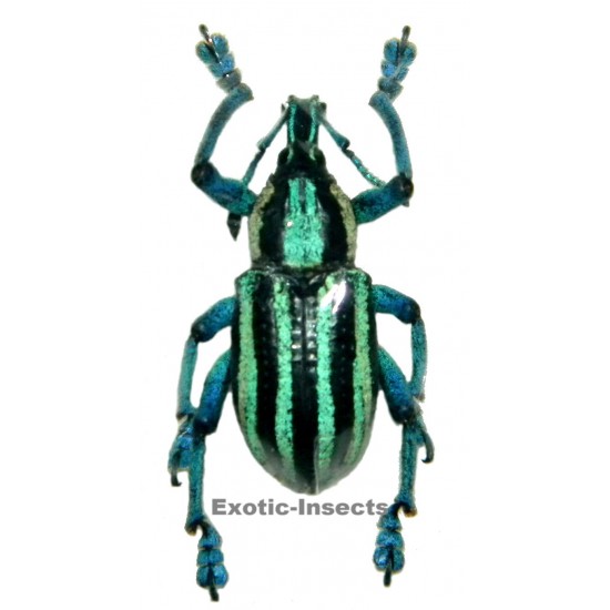 Eupholus waigeuensis