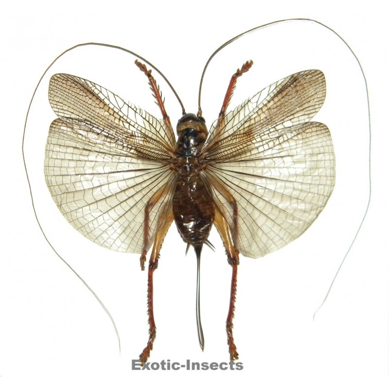 Gryllacrididae sp.13
