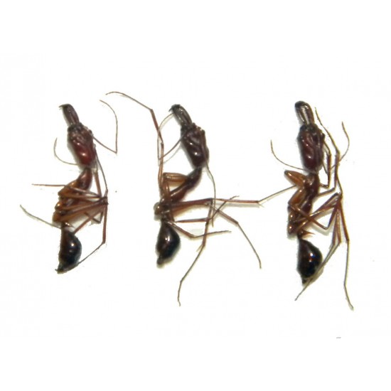 Myrmecia sp.01 SET OF 3