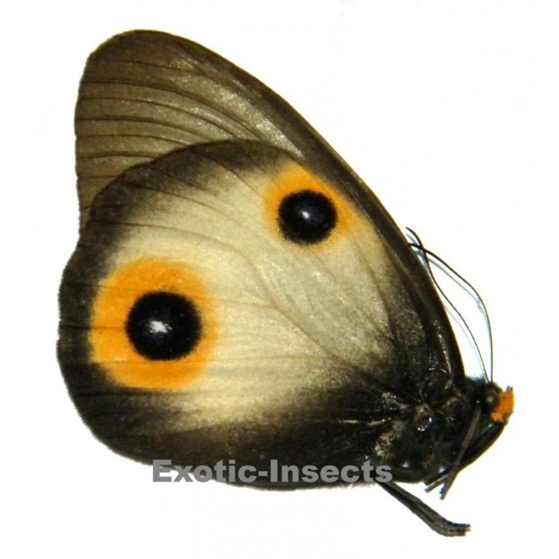 Taenaris horsfieldii horsfieldii