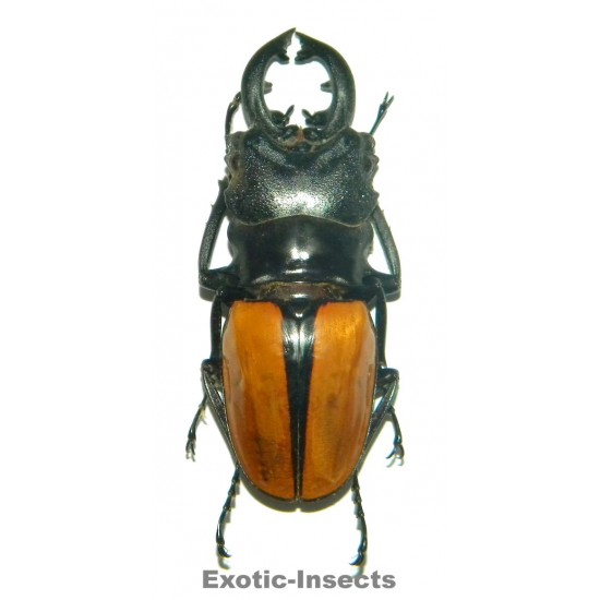 Odontolabis ludekingi (70-74mm)