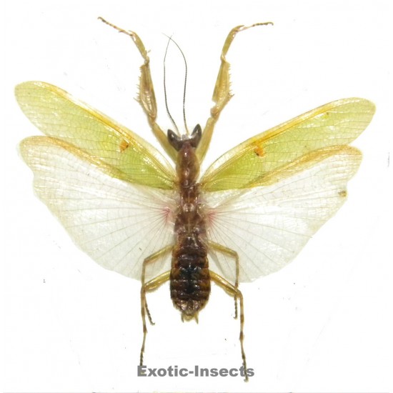 Creobroter sp.01
