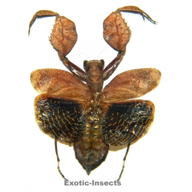 Astyliasula sp.01