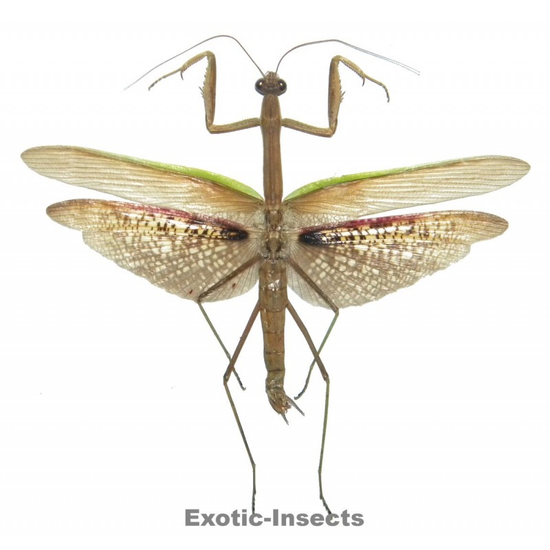 Tenodera aridifolia
