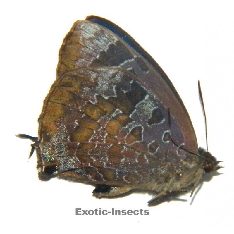 Arhopala bazalus bazalus