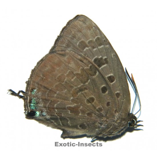 Arhopala horsfieldi horsfieldi