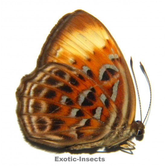 Paralaxita sp.01