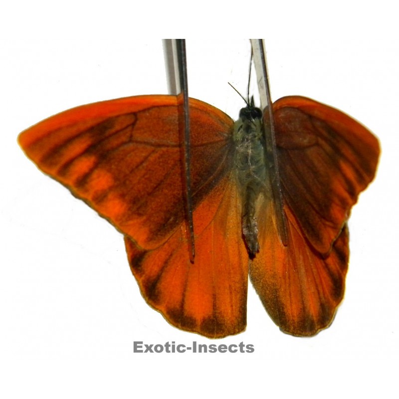 Appias zarinda zarinda  ABERRATION 03