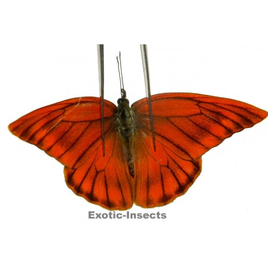 Appias zarinda zarinda  ABERRATION 04