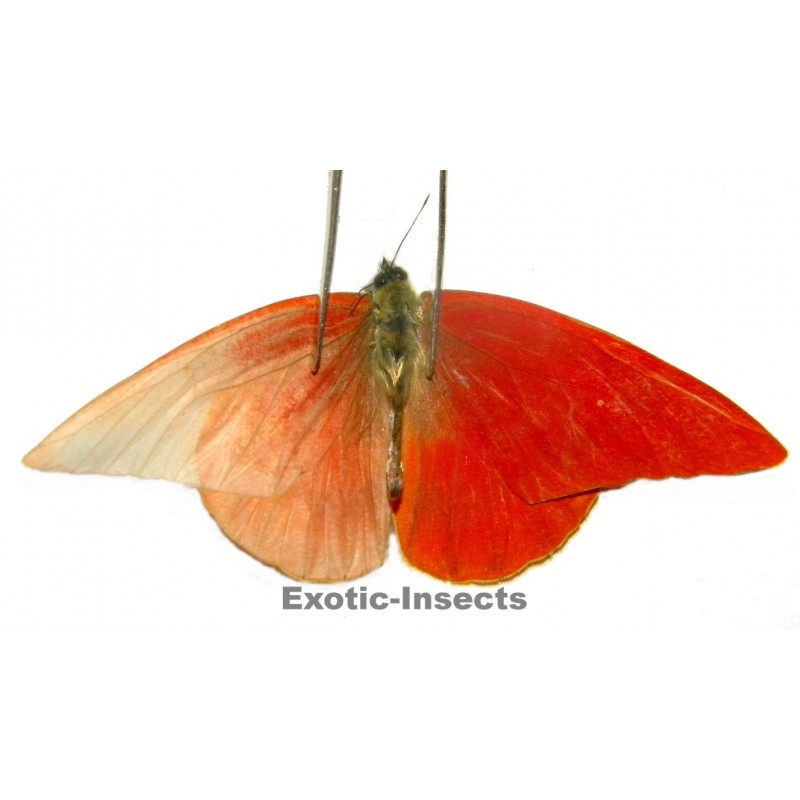 Appias zarinda zarinda  ABERRATION 05