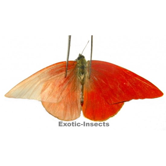 Appias zarinda zarinda  ABERRATION 05