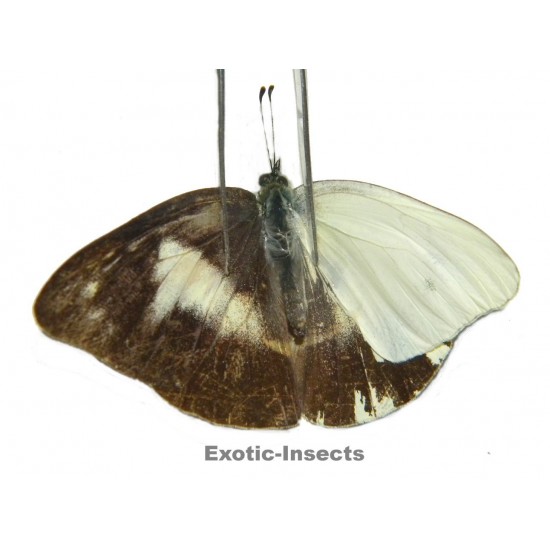Appias paulina albata  GYNANDROMORPH 01