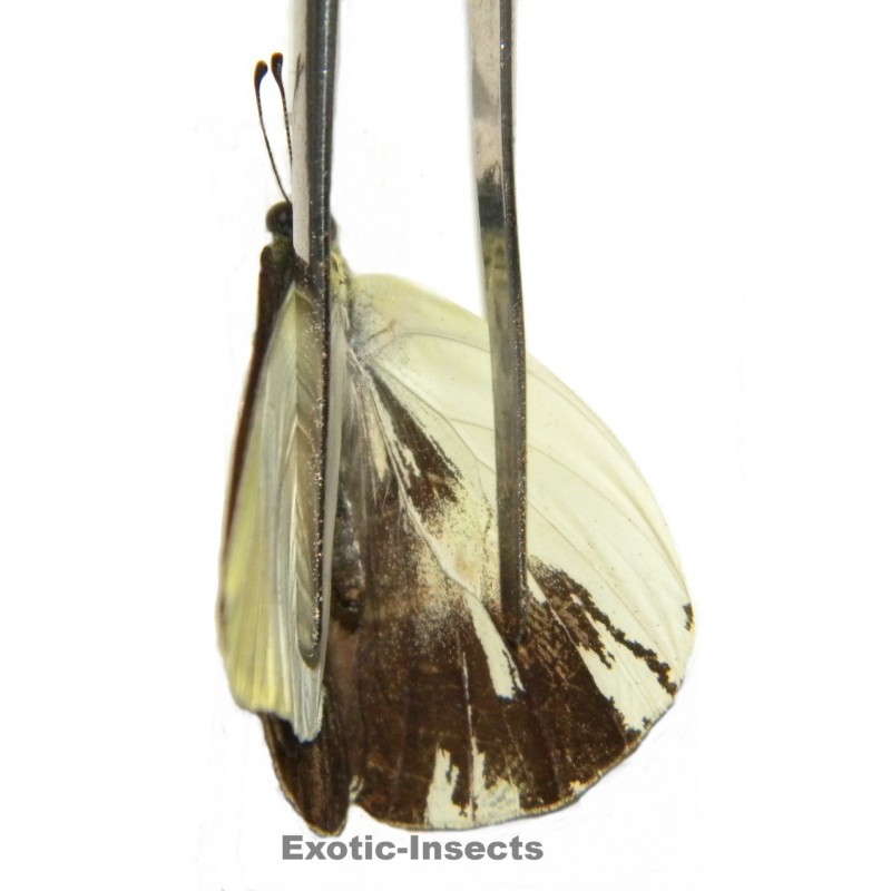 Appias paulina albata GYNANDROMORPH 01