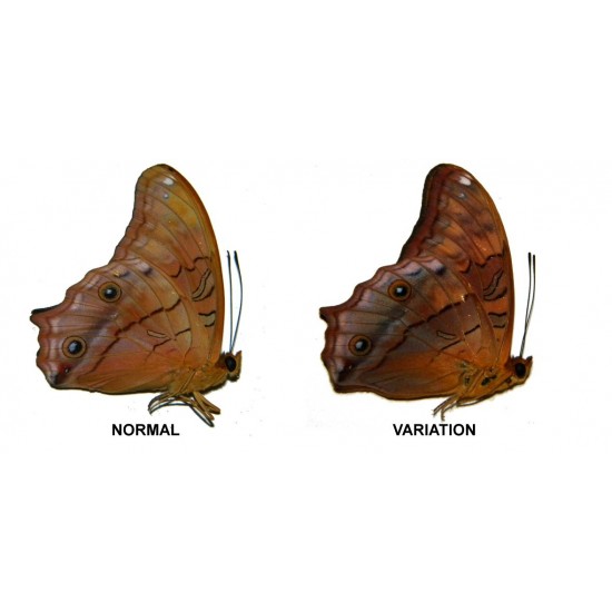 Vindula arsinoe arsinoe  ABERRATION