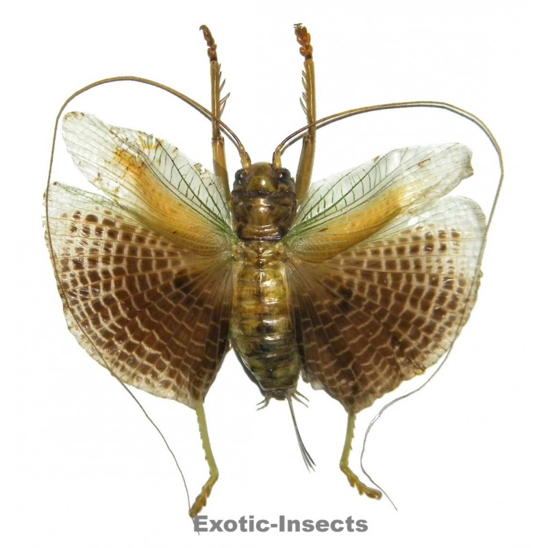 Gryllacrididae sp.12