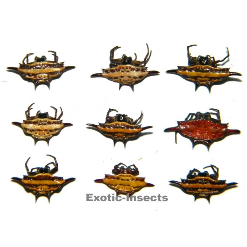 Gasteracantha mix01 Set of 10