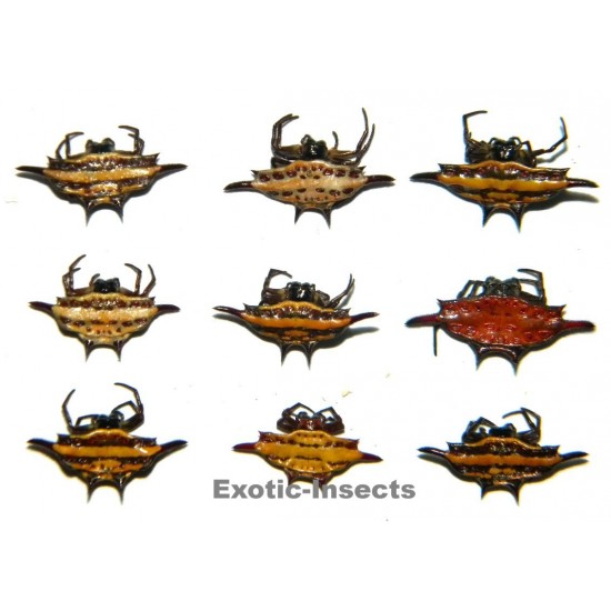 Gasteracantha mix01 Set of 10