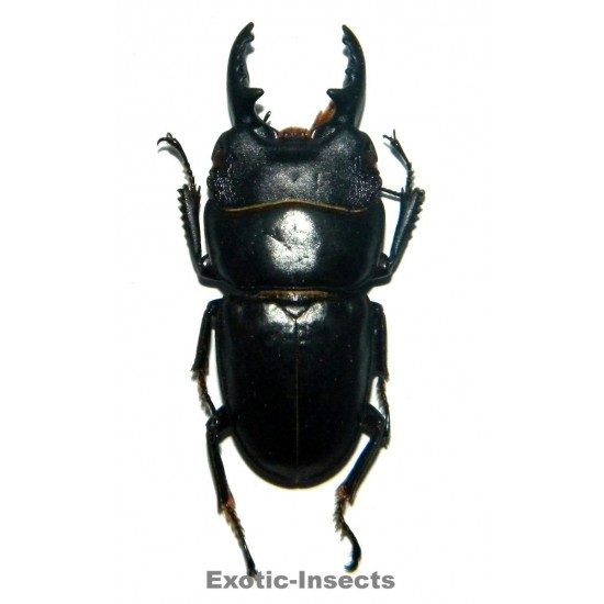 Dorcus arfakianus  (40-44mm)