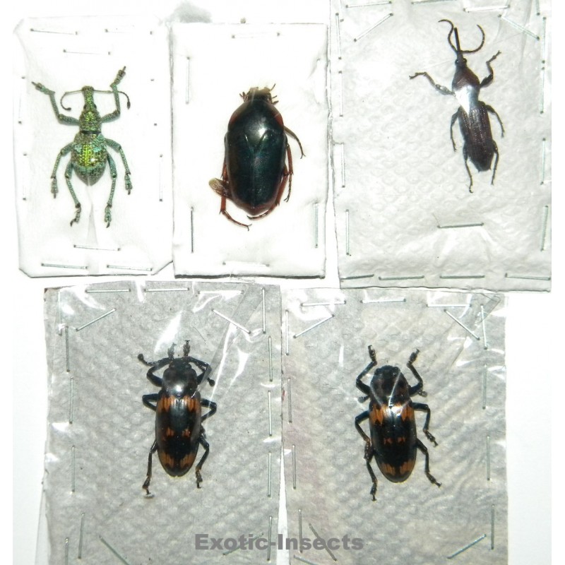 Coleoptera mix 05  Set of 5