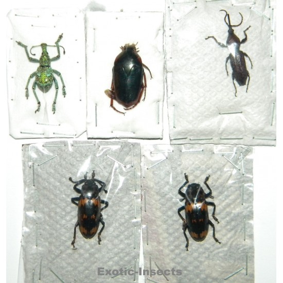 Coleoptera mix 05  Set of 5