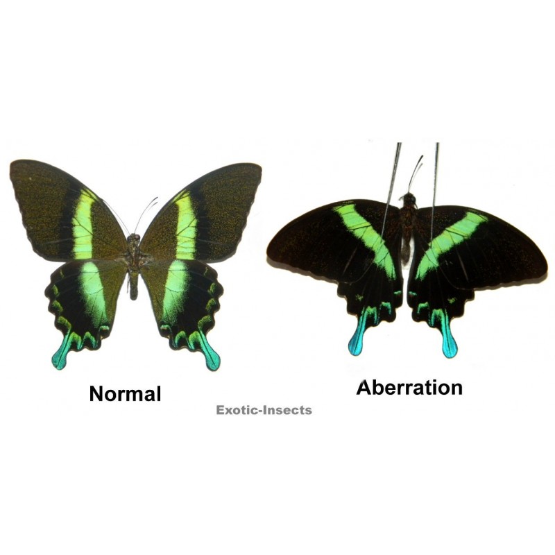 Papilio blumei blumei  ABERRATION 05