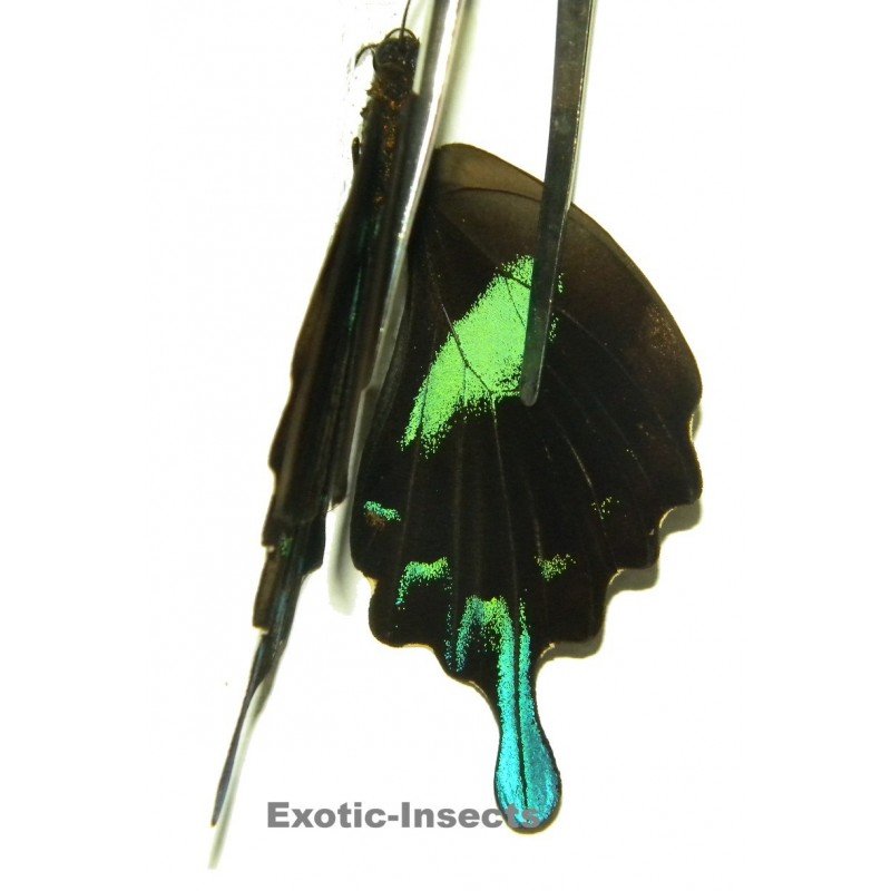 Papilio blumei blumei  ABERRATION 05