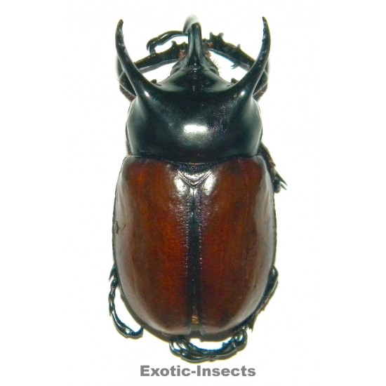Beckius beccarii (55-59mm)