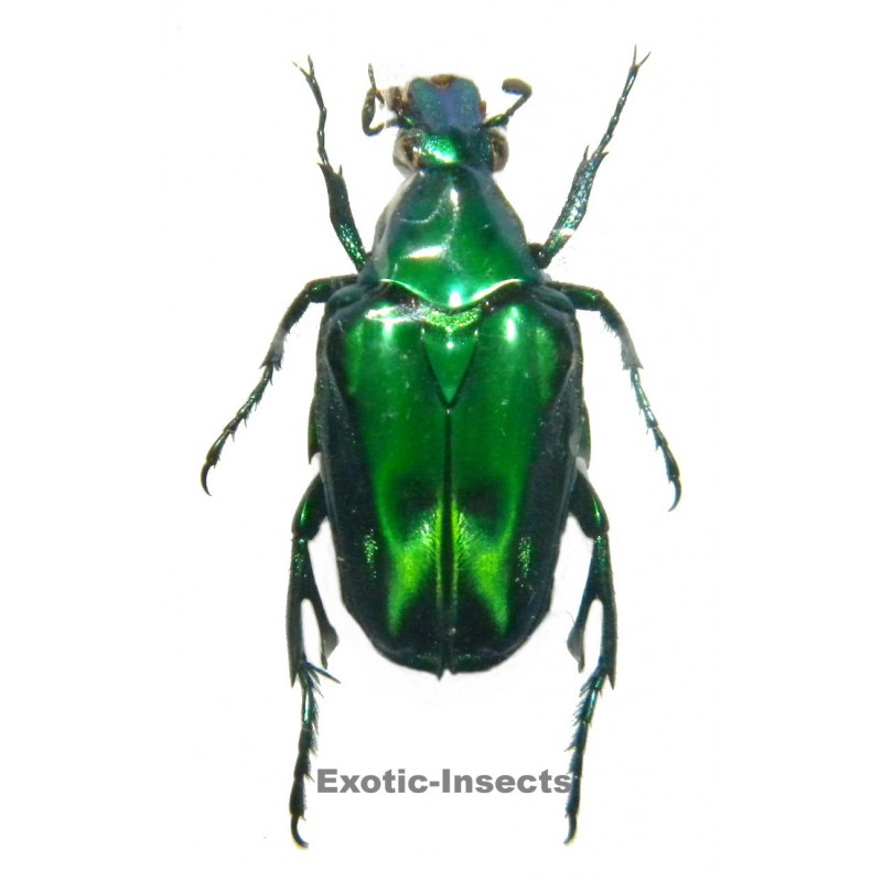 Pseudochalcothea staudingeri