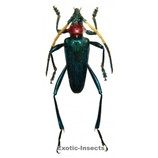 Pachyteria nockii